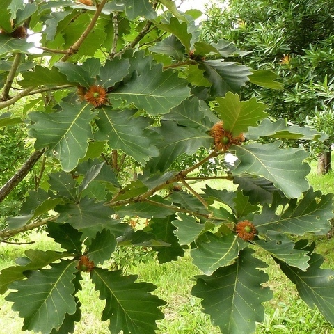 Саженцы Дуб Зубчатый Quercus dentata