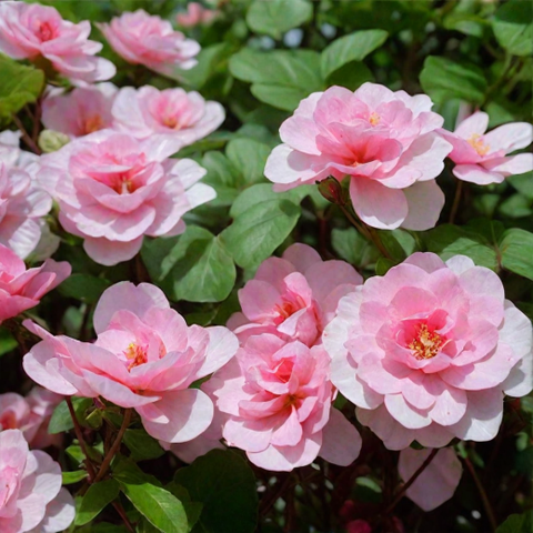 Бордюр Роз(Bordure Rose)