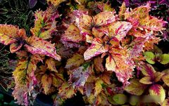 Царица лета Тай колеус