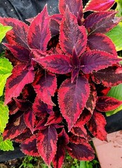 Religious Radish колеус КСР