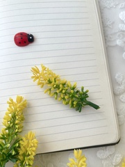 Мимоза желтая, ветка 65 см, реалистичная, набор 2 ветки.