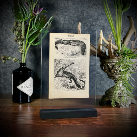 Двухсторонняя литография «Крокодилы»