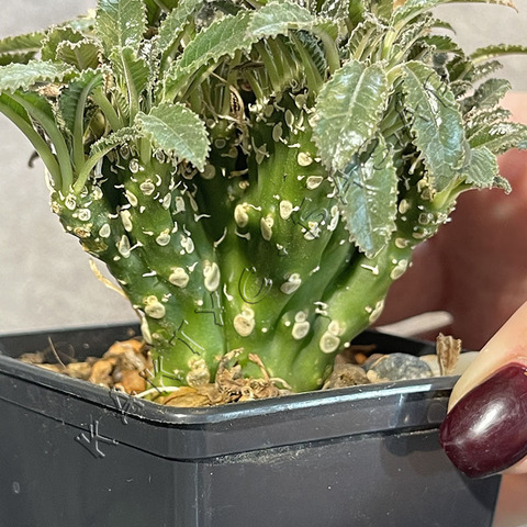 Дорстения Кристата d8