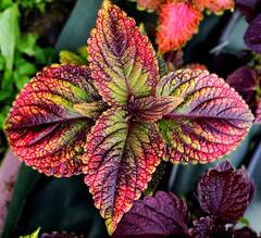 Исполин колеус