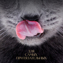 Sheba пауч для взрослых кошек (форель) желе 75 г