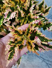 Paisley Shawl колеус КСР