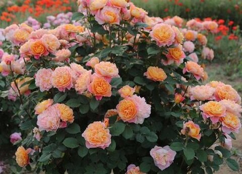 Зе Импрессионист (The Impressionist)