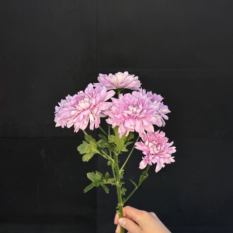 Хризантема кустовая Сиреневая / 1 шт