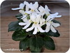 Фиалка, Lunar Lily White (J.Dates)