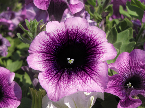 32134 Петуния ALPETUNIA BLUEBERRY