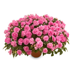 3805 Бальзамин Уоллера MUSICA PINK AROMA (ВЕСНА 2025)