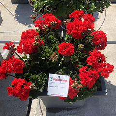 2807 Пеларгония зональная DARKLINE PAC SAMELIA (Весна 2026)