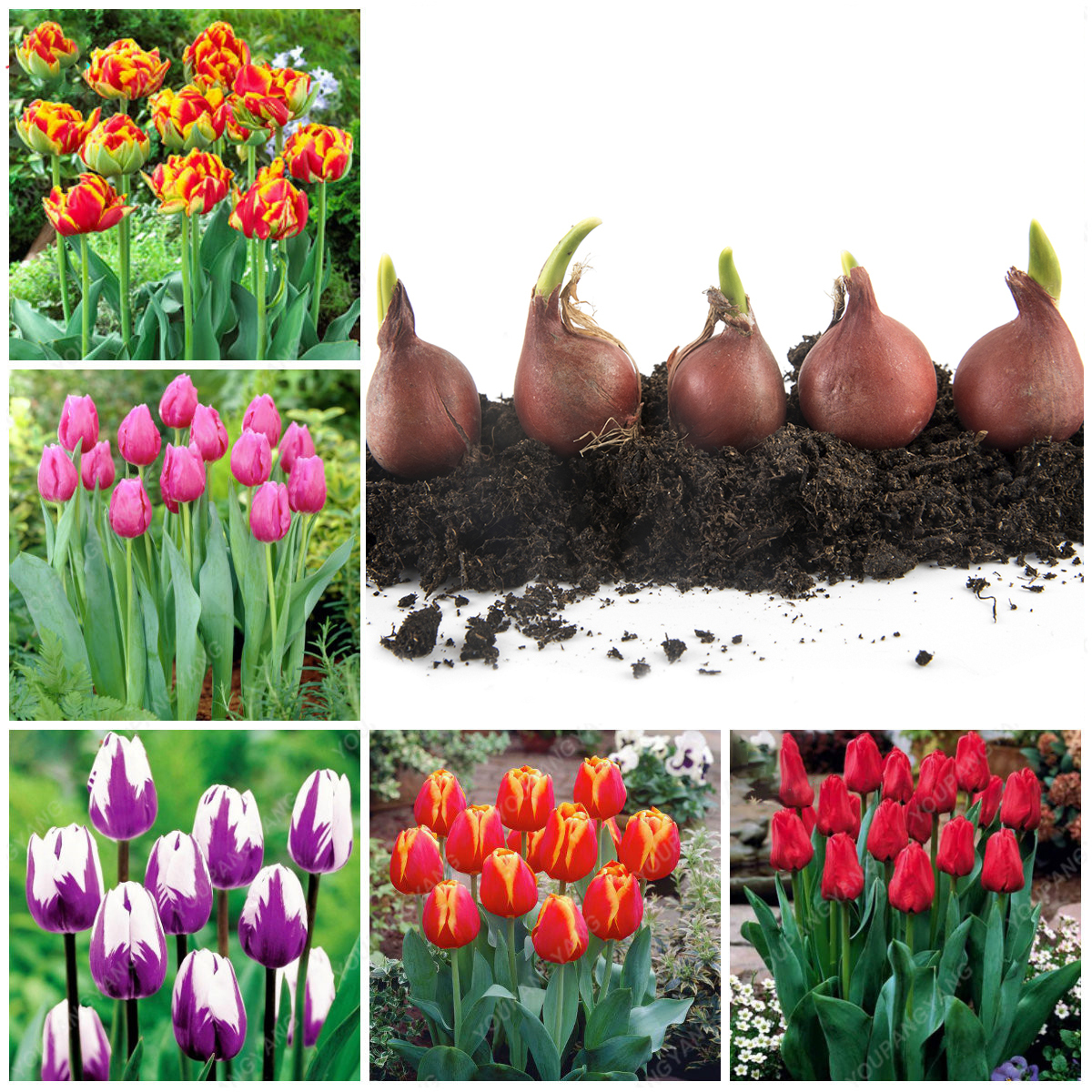 Луковицы тюльпанов осень. Посадка луковичных растений. Посадка луковиц тюльпанов. Луковицы тюльпанов осень. Луковичные осенней посадки.