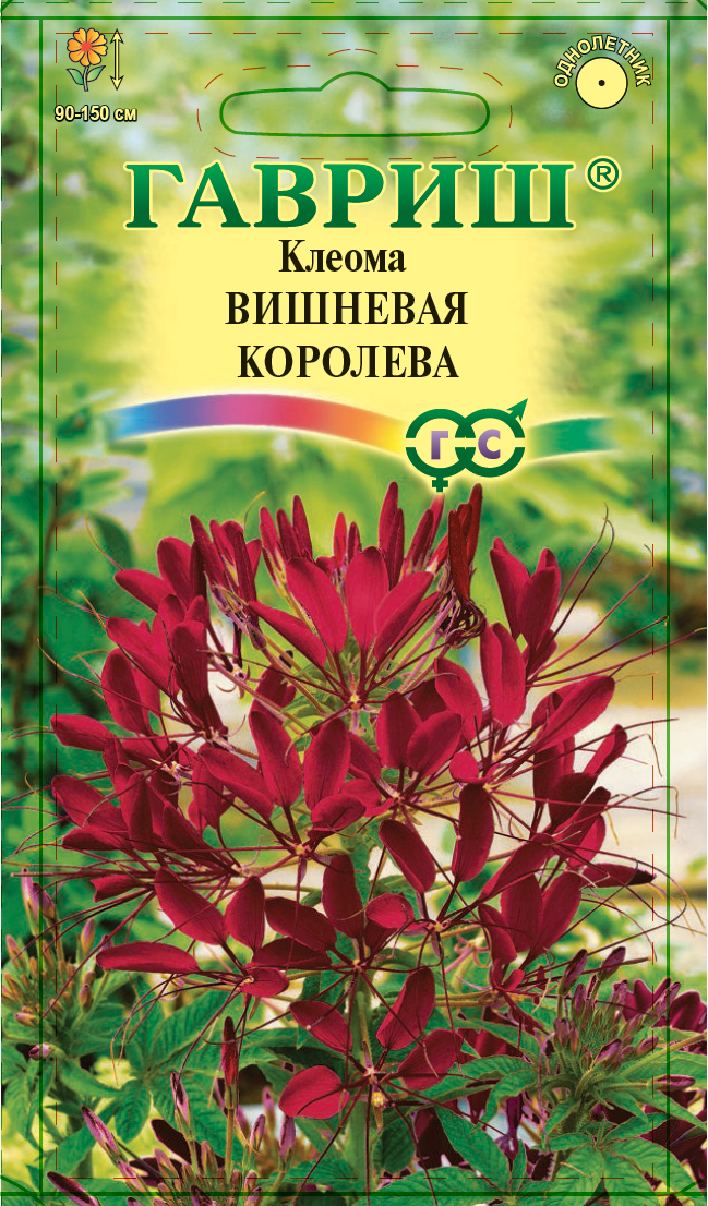 Вишневая королева. Клеома Вишневая Королева. Семена клеома вишнёвая Королева. Клеома цветок семена. Клеома цветок Вишневая Королева.