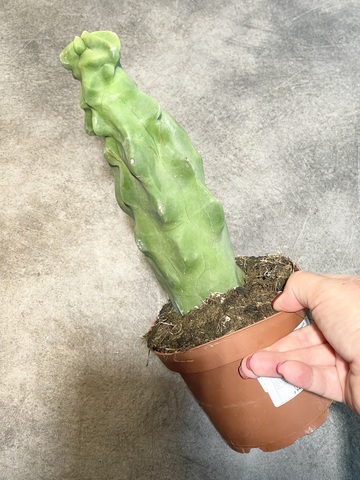 Лофоцереус Шутти Монстроза