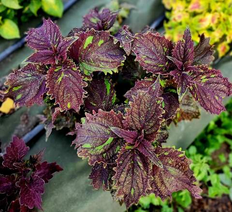 Totem Тай колеус КСР