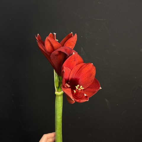 Амариллис красный от 60 см / 1 шт