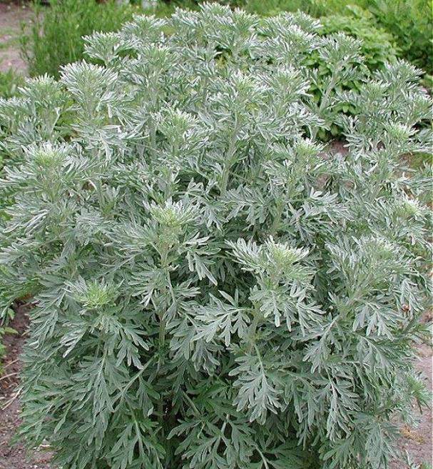 Полынь горькая Artemisia absinthium