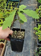 Teofrast Саженцы Дуб Зубчатый Quercus dentata