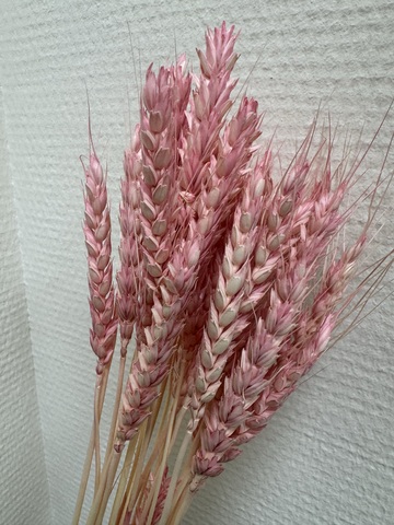 Пшеница Нежно-розовый