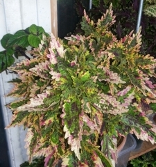 Paisley Shawl колеус КСР