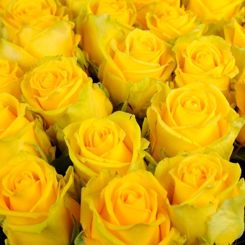 Желтые розы Penny Lane от 7шт