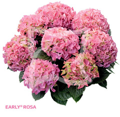 Гортензия крупнолистная (Macrophylla) Early Pink 9 шт.