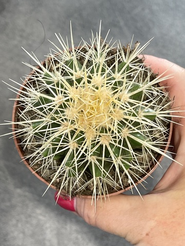Эхинокактус Грузони d8
