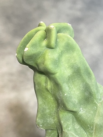 Лофоцереус Шутти Монстроза