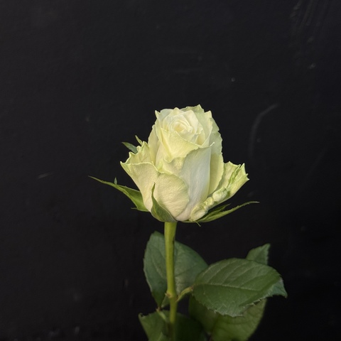 Роза кенийская белая 40 см / 1 шт