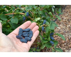 Саженец Жимолости Канадской «Хоней Би» (Honey Bee) (Лучший опылитель, Медовый вкус, Не осыпается, Урожайная)