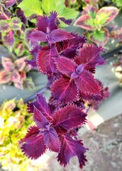 Pink Pussi Тай колеус КСР