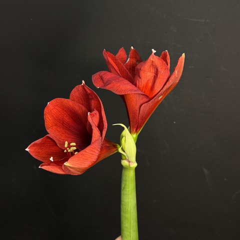 Амариллис красный от 60 см / 1 шт