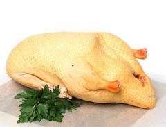 Гусь домашний