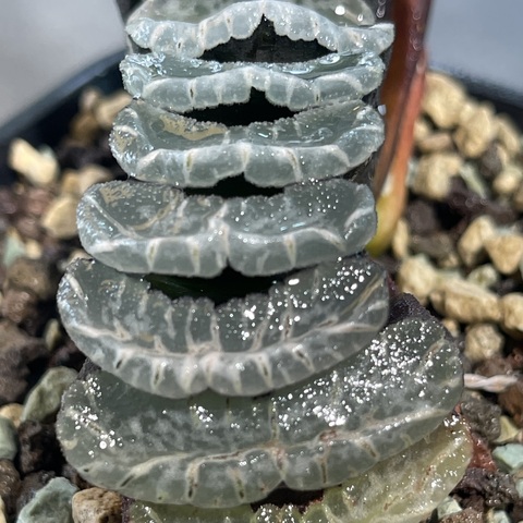 Хавортия Трунката Атлантис d10