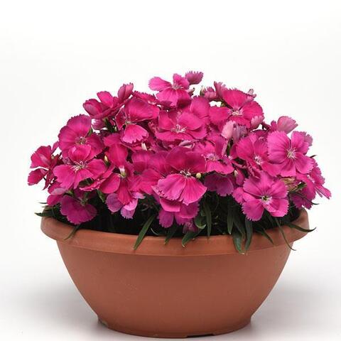 S3009 Гвоздика CORONET ROSE 100 шт.