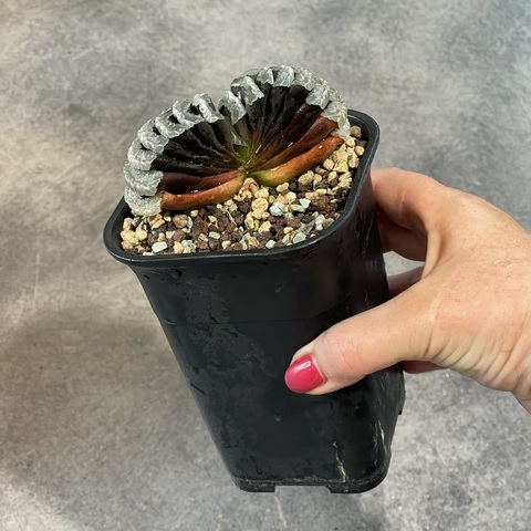 Хавортия Трунката Атлантис d10