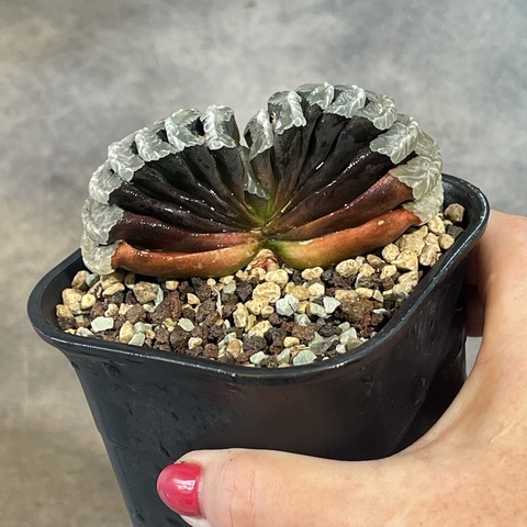 Хавортия Трунката Атлантис d10