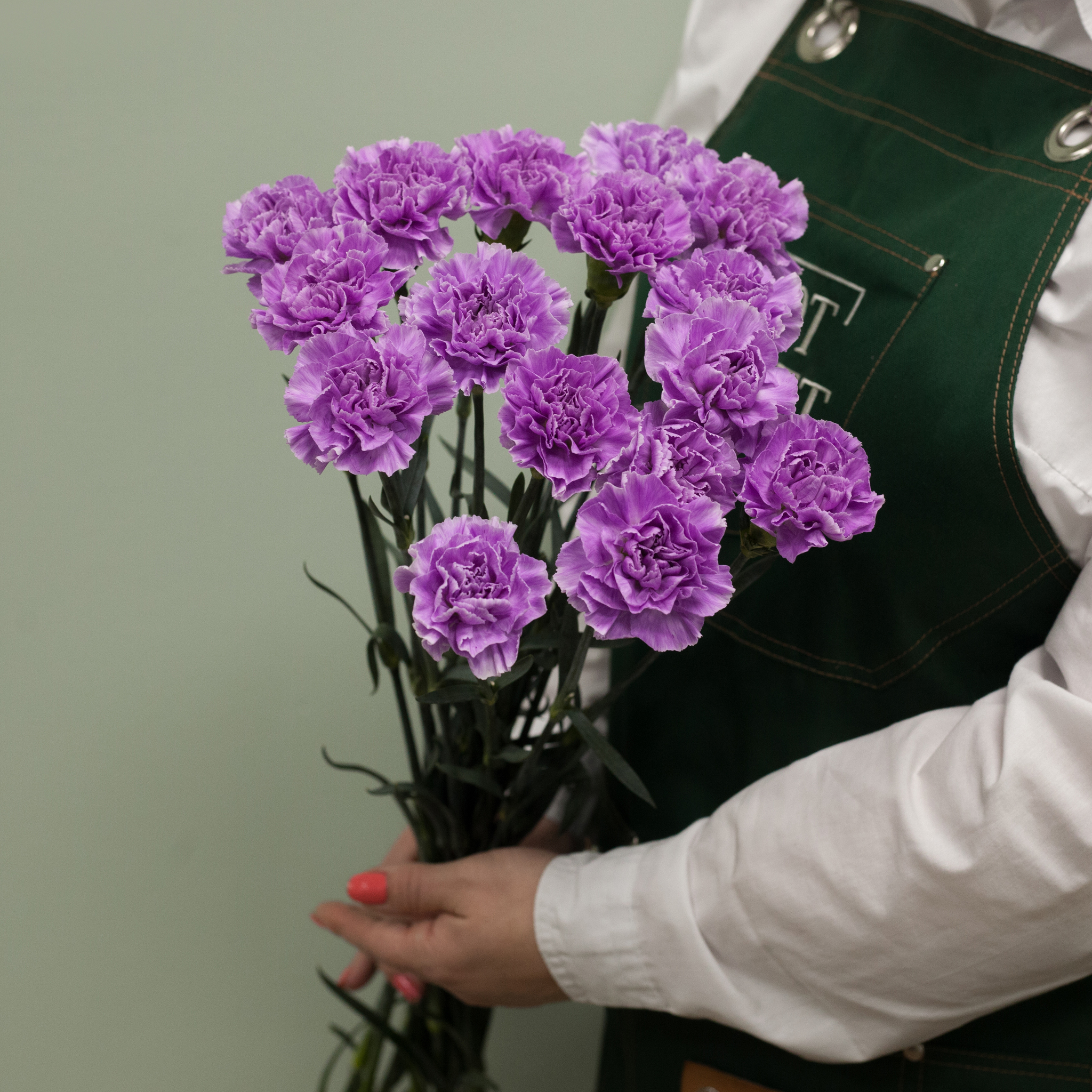 Dianthus Arabella Purple гвоздика