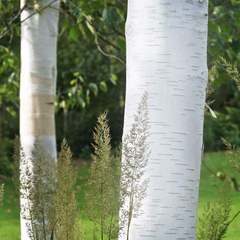 Teofrast Береза полезная Betula utilis