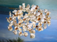 Спилы морских ракушек разные 100 гр. для декора