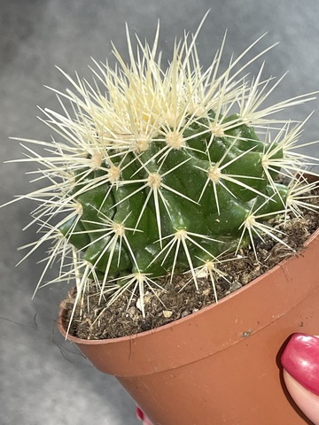 Эхинокактус Грузони d8