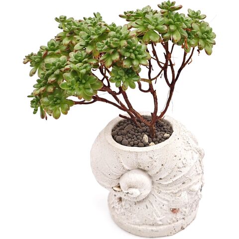 Суккулент Эониум Седифолиум