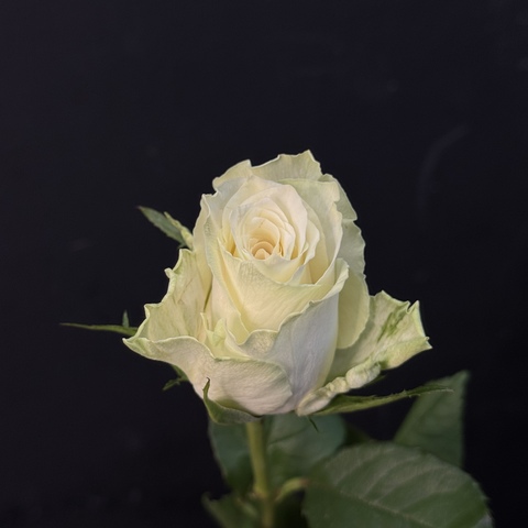 Роза кенийская белая 40 см / 1 шт