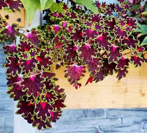 Trailing Burgundy Wedding Train колеус КСР