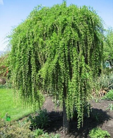 Лиственница европейская Пендула на штамбе РА140