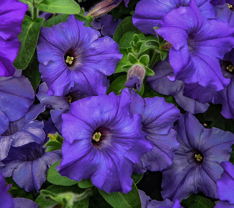 S5732 Петуния ампельная FotoFinish Blue 5шт.