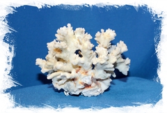 Коралл Поциллопора веррукоса 10-12 см