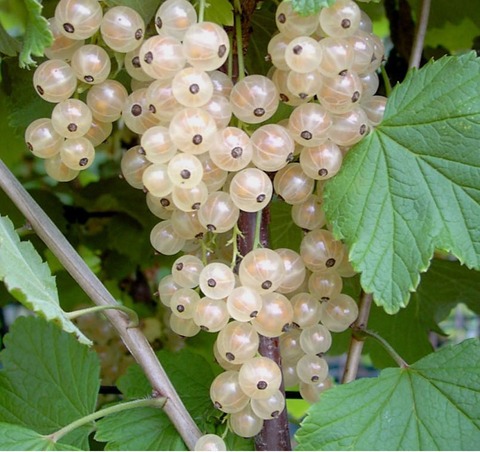 Смородина белая 