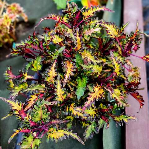 Tara Тай колеус КСР